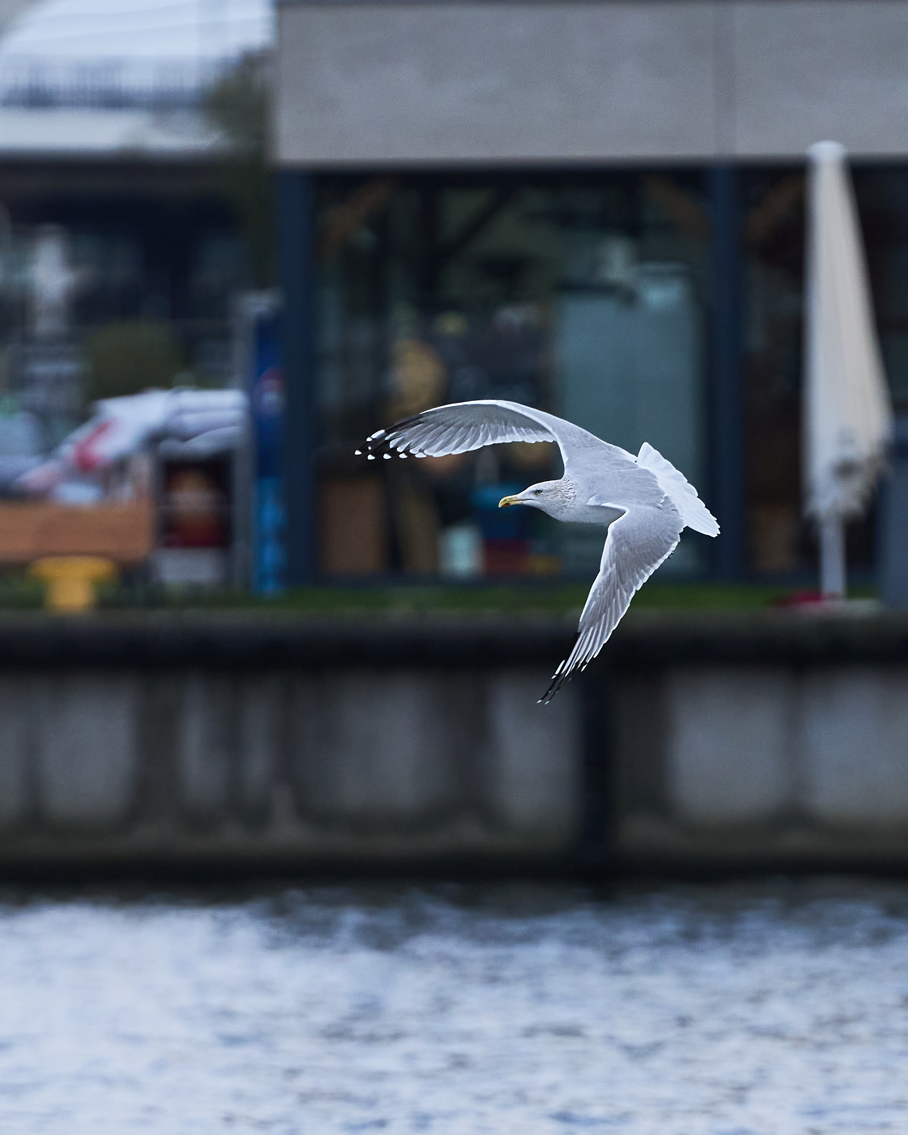 Ptak w locie na tle architektury – test autofokusa i plastyki obrazu obiektywu Sigma 135 mm f/1.4 DG DN Art.